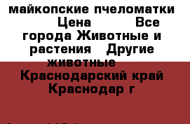  майкопские пчеломатки F-1  › Цена ­ 800 - Все города Животные и растения » Другие животные   . Краснодарский край,Краснодар г.